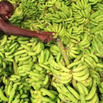 エジプトで農作物輸出が好調 / ソマリアのバナナ産業復興へ【面白記事 vol. 75：2020年7月3日配信】