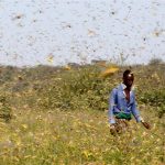 アフリカの農業セクターを脅かすバッタの大群と深刻な干ばつ【面白記事 Vol. 87: 2020年7月17日配信】