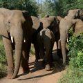 Suspected poacher trampled to death by elephants in South Africa