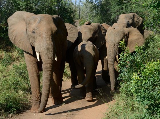 Suspected poacher trampled to death by elephants in South Africa