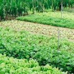 【コラム―Vol. 8：アグロエコロジーはアフリカに導入されるべきか？：アフリカ農業が直面する環境問題と貧困の狭間　2021年11月5日配信】