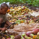 コートジボワール：低い価格での取引がカカオ農家を貧困へと追い込む【Pick-Up! アフリカ Vol. 237：2021年11月14日配信】