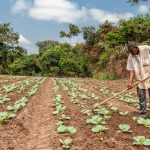 「アフリカの緑の革命」が農家に受け入れられていない理由 【Pick-Up! アフリカ Vol. 240：2021年11月27日配信】