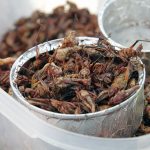 コラムー Vol. 9：昆虫が食糧難解決の切り札？昆虫栽培はアフリカで成功するか