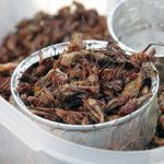 昆虫食がアフリカの食糧難問題解決への切り札？昆虫栽培は成功するのか【コラムー Vol. 9】