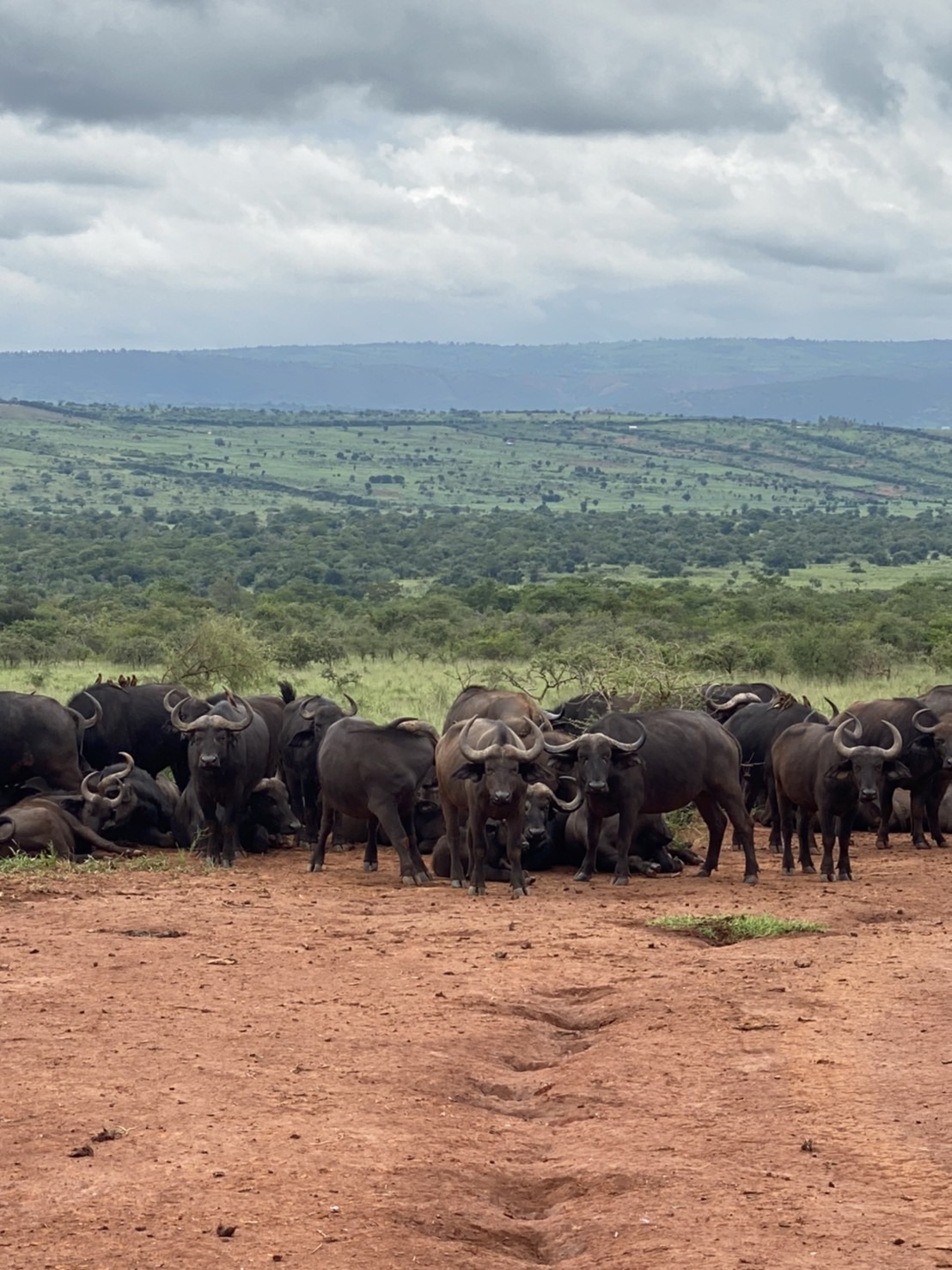 ルワンダのサファリ、アカゲラ国立公園に行ってきた!入場料やホテルまで詳しく解説!〜Kotaのルワンダ生活Vol.5〜 PickUp! アフリカ