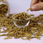 ケニア：昆虫飼料・昆虫食がアフリカでアツい！！　注目の企業「InsectiPro」【Pick-Up! アフリカ Vol.6：2024年6月4日配信】