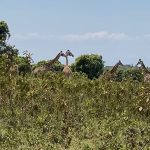 タンザニアのサファリ、アルーシャ国立公園行ってきた！バスでの行き方、おすすめ宿泊先をご紹介！～タンザニア生活Vol.1～