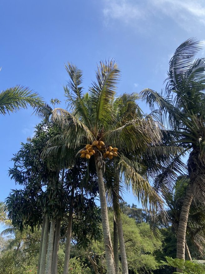 ダーバン植物園（Durban Botanical Garden）