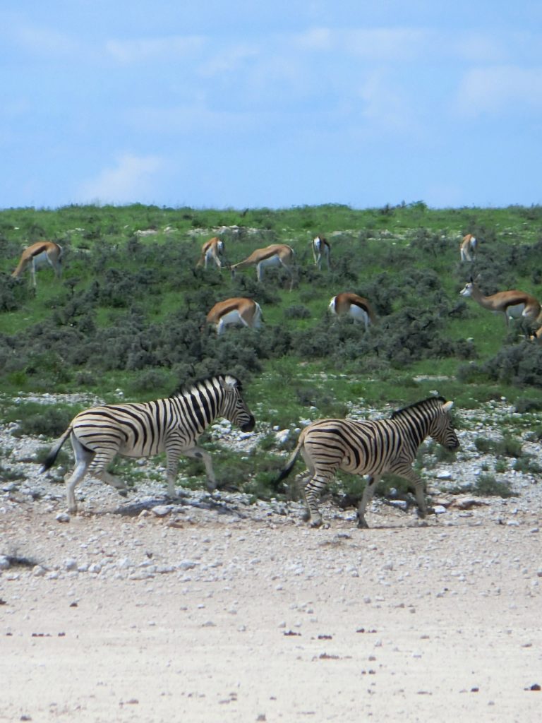 エトーシャ国立公園のシマウマとガゼル