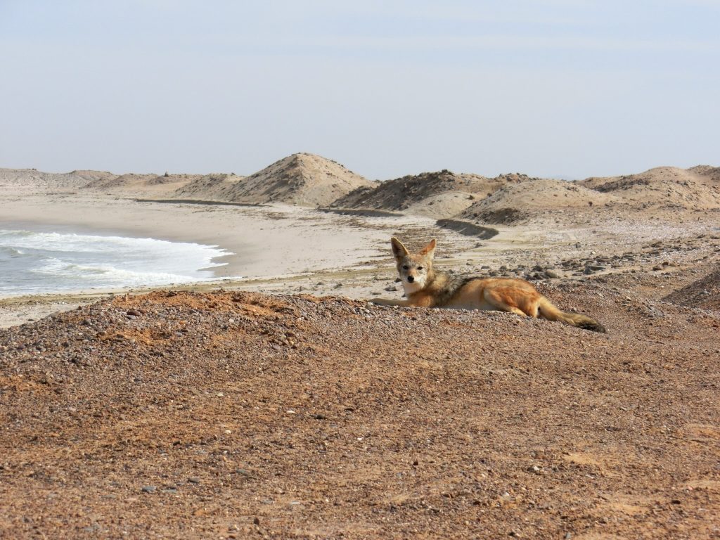動物の死骸を漁るジャッカル