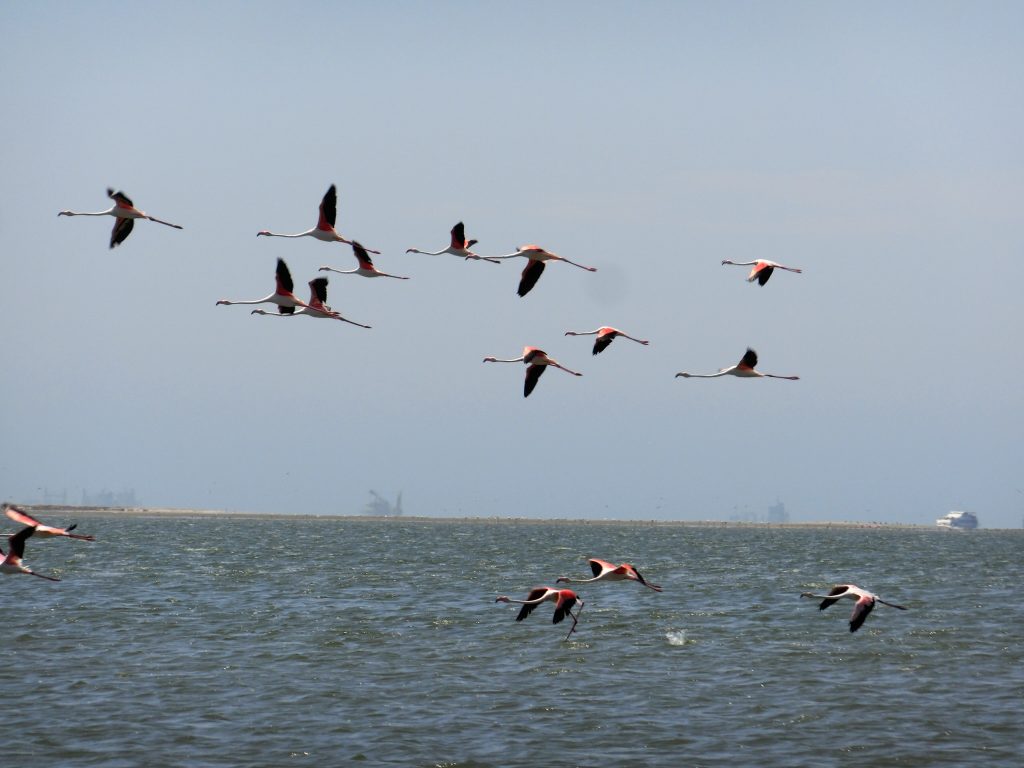 フラミンゴラグーンに生息する野生のフラミンゴの群れ