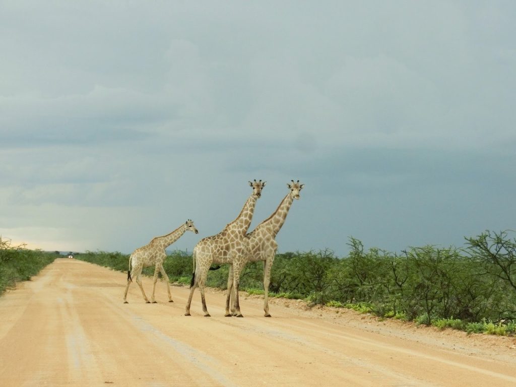 エトーシャ国立公園のキリン