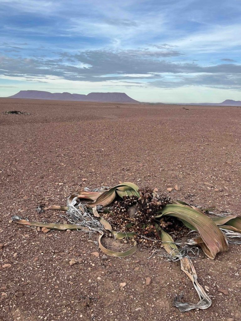 樹齢1000年以上にも達するウェルウィッチア