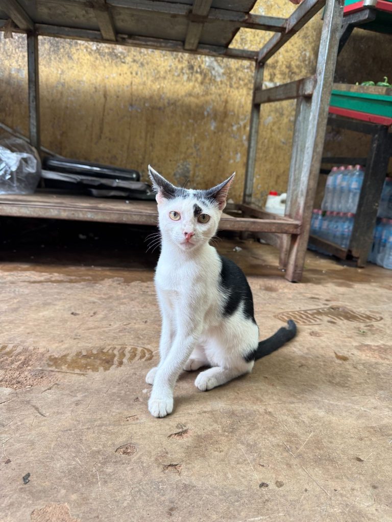 Cozy Pool近くの中華食材店によくいる可愛い猫
